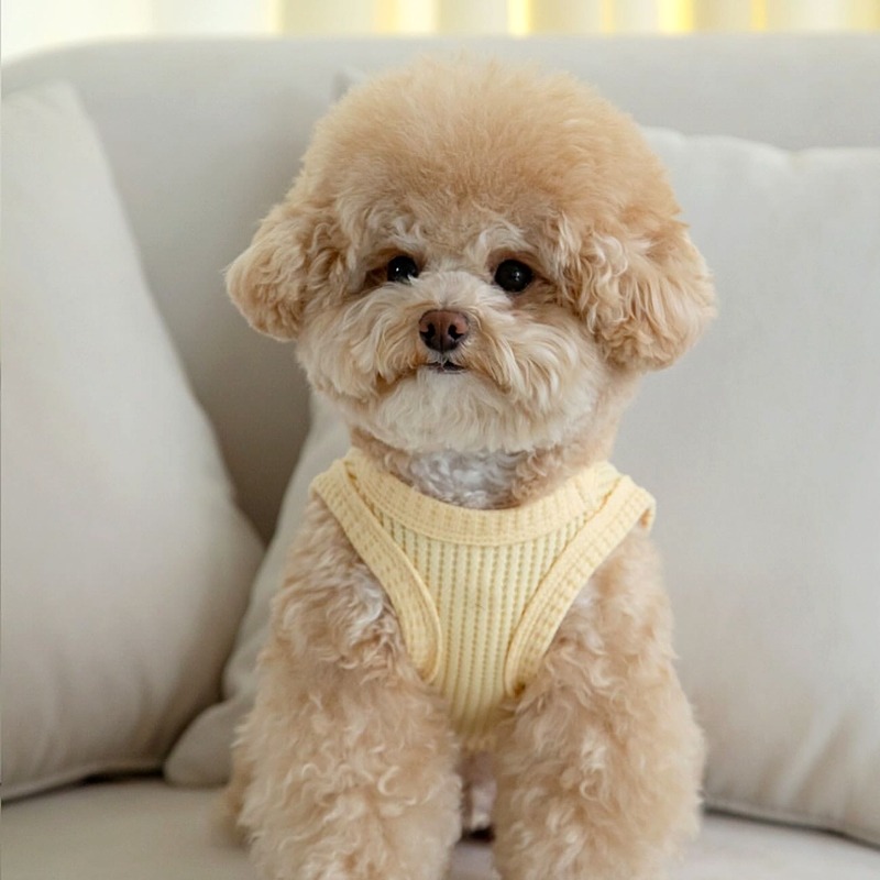 Yellow Waffle Pet Clothes Summ - Soft Summer Yellow Clothing recensie en prijs